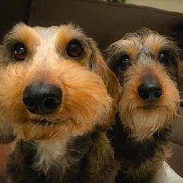 Dachshunds from Briarwire Dachshunds