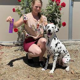 Dalmatian All Grown Up from Gateway Farm Dalmatians