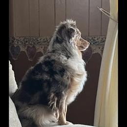 Tata - Toy Australian Shepherd