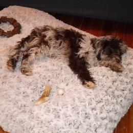 Cockapoo, Double Doodle, Goldendoodle, Poodle, Sheepadoodle, and Shihpoo All Grown Up from Peace, Love, and Puppies at the Creek