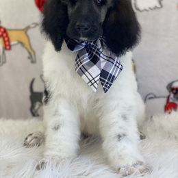 Poodle Puppies from Southern Elegance Standards