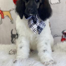 Poodle Puppies from Southern Elegance Standards