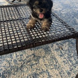 Yorkipoo Puppies from Bayless Yorkiepoos