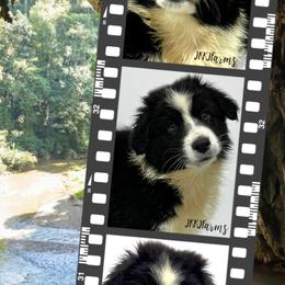 (5) Mayflower 1620 - Black tri-color female Australian Shepherd puppy in Huntington, Texas from JKKJ Farms
