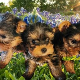 Yorkipoo and Yorkshire Terrier Puppies from Texas Yorkies and Yorkiepoos