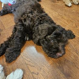 Havapoo Puppies from Derbyville Havapoos