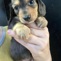 Mary Ann Girl 2 - Dapple female Dachshund puppy in Bigfork, Minnesota from Dachshunds Up North