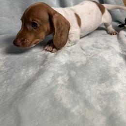 Brave heart - Dapple male Dachshund puppy in Norco, California from Norco dachshunds