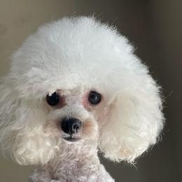 Stormy - Poodle