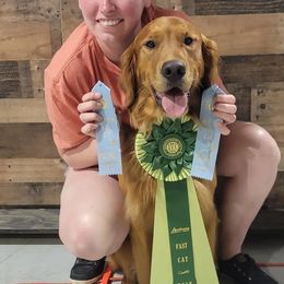 Golden Retrievers from KNK Red Golden Retrievers