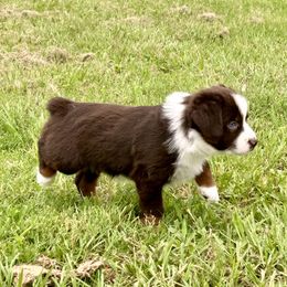 Miniature American Shepherd Puppies from Knockout Aussies