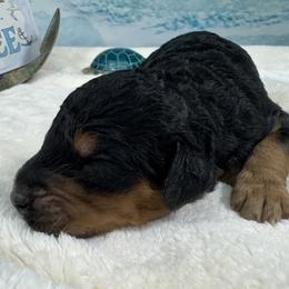 Girl 3 - Red  female Poodle puppy in Middlebourne, West Virginia from El Silencio Standard Poodles