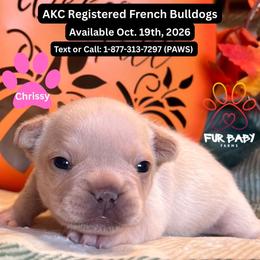 Chrissy - White female French Bulldog puppy in Michigan from Fur Baby Farms
