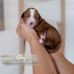 Clay - Red  male Goldendoodle puppy in Roanoke Rapids, North Carolina from Sweeter than Honey Doodles