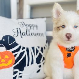 Java - Merle Pomsky puppy in Greenville, South Carolina from Thicketty Mountain Pomskies