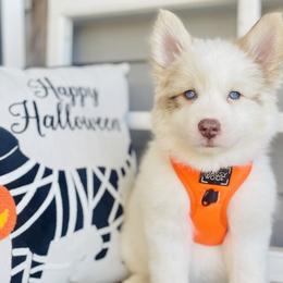 Java - Merle Pomsky puppy in Greenville, South Carolina from Thicketty Mountain Pomskies