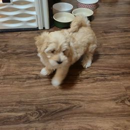 Bailey - Apricot female Maltipoo puppy in Sidney, Maine from Snow Pond Farm