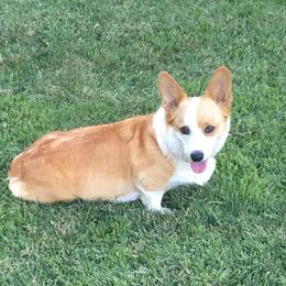 Dolly - Pembroke Welsh Corgi
