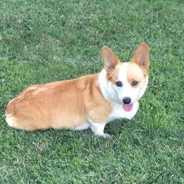 Dolly - Pembroke Welsh Corgi