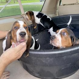 Basset Hound Puppies from 5th Day Farm