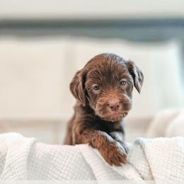 Reese - Chocolate female Goldendoodle puppy in Punta Gorda, Florida from Transformation Acres Goldendoodle