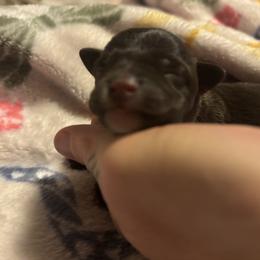 Boy 1 - Liver male Miniature Schnauzer puppy in Dunlap, Tennessee from Beards of Glory