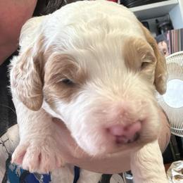 Alfalfa - Parti male Assorted Doodle Crosses puppy in Madison, Georgia from Porchlight Puppies