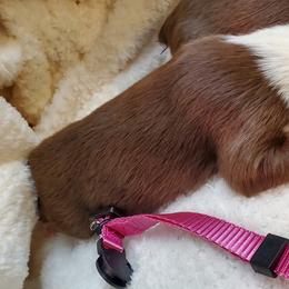 Miniature Australian Shepherd Puppies from Barnyard Mini Aussies