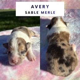 Avery - Sable merle and white female American Corgi puppy in Foreman Ar., Arkansas from Grassy Lake Corgis