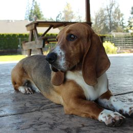 Theo - Basset Hound