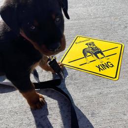 Rottweiler Puppies from Sky Valley Rottweilers