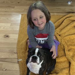 Boston Terriers from Itty Bitty Boston & Chi Co