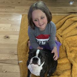Boston Terriers from Itty Bitty Boston & Chi Co