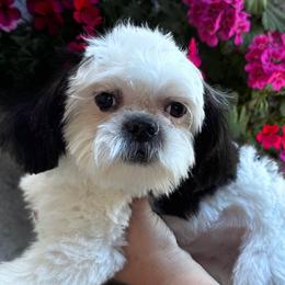 Benny - Black and white male Shih Tzu puppy in Victorville, California from RUMBLE n TUMBLE