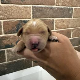 Agatha-Light Purple - Dark golden female Golden Retriever puppy in Cedar City, Utah from RuTess Goldens