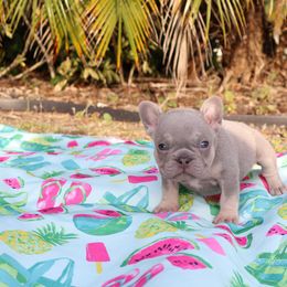Tan - Liver French Bulldog puppy in Tampa, Florida from 5 Star Bullies