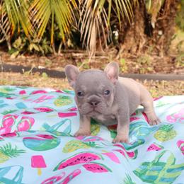 Tan - Liver French Bulldog puppy in Tampa, Florida from 5 Star Bullies