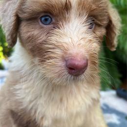 Darker Red and white merle 3 - Red merle female Aussiedoodle puppy in Punta Gorda, Florida from Blitzenhaus Working Dogs-Home of the Working Czech Shepherd and Rottweiler and Splash of Color Aussiedoodles
