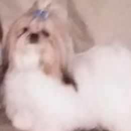 Shih Tzus from My Shih Tzus