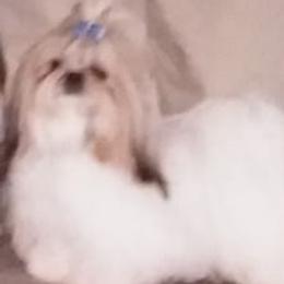 Shih Tzus from My Shih Tzus