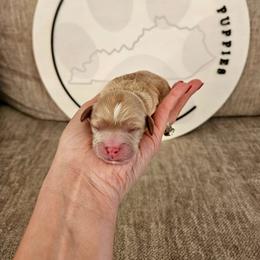 Cedar - Red male Cavapoo puppy in London, Kentucky from Blue Meadow Puppies