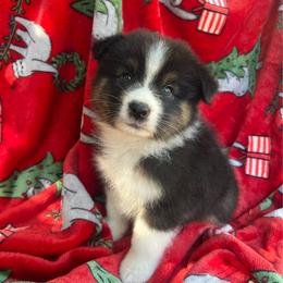 Havarti - Black tri-color male Australian Shepherd puppy in California from Trilogy Australian Shepherds