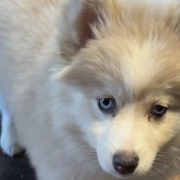 Pomskies from Wildflower Pomsky