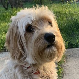 Scout - Cavapoo