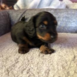Boy 4 - Black and tan male Dachshund puppy in Flint, Michigan from Matthews Dachshunds