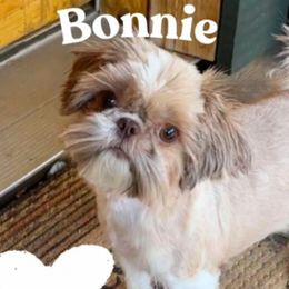 Bonnie - Shih Tzu