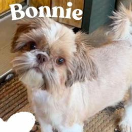 Bonnie - Shih Tzu
