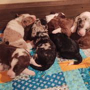 Bordoodle Puppies from Brisby Bordoodles