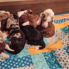 Bordoodle Puppies from Brisby Bordoodles