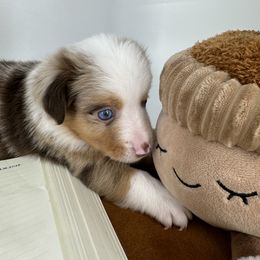 Miniature Australian Shepherd and Toy Australian Shepherd Puppies from Ollie's Aussies